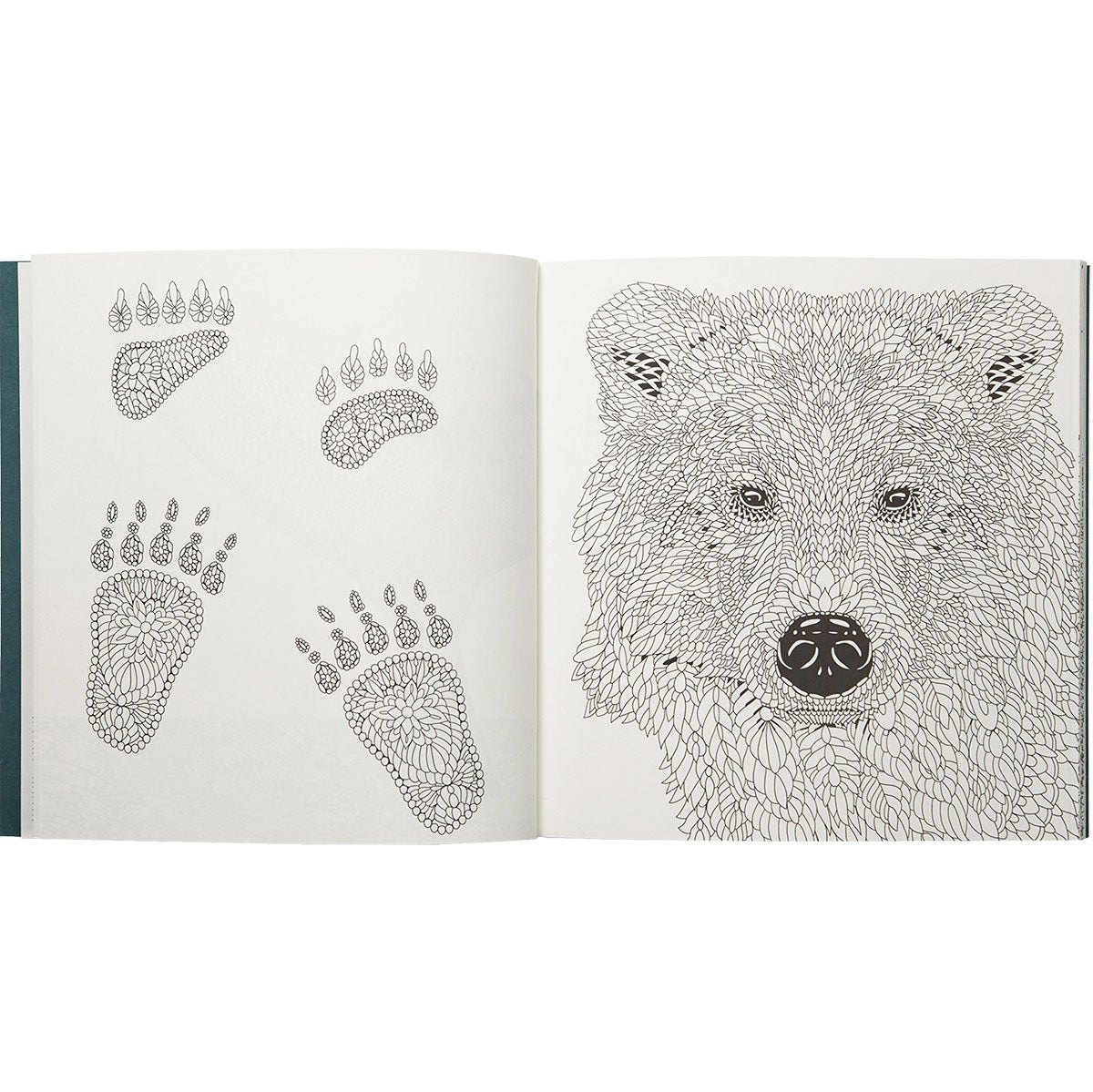 Nordic Wilderness A Colouring Book by Claire Scully